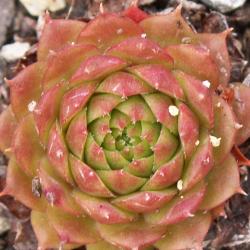 Sempervivum - Dachwurz - Hauswurz